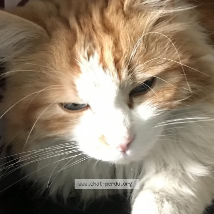 Photo de chat trouvé à Lyon