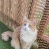 Photo de chat perdu à Anglet