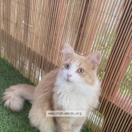 Photo 1/1 Chat retrouvé Perdu à Anglet