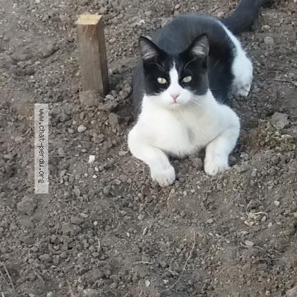 Photo 1/4 Lola Chat perdu à Habere poche