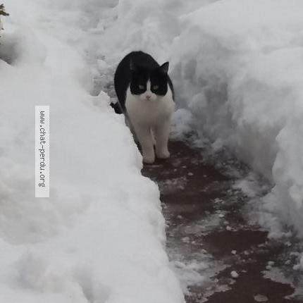 Photo 3/4 Lola Chat perdu à Habere poche