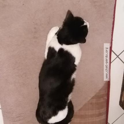 Photo 4/4 Lola Chat perdu à Habere poche