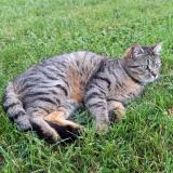 Photo de chat perdu à Poitiers