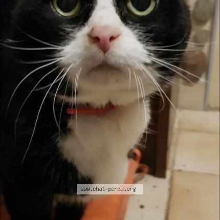 Photo 1/1 Chat retrouvé Perdu à Trouillas