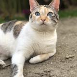 Photo de chat perdu à Houilles