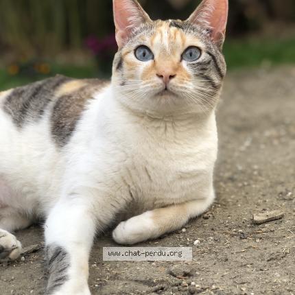 Photo de chat perdu à Houilles