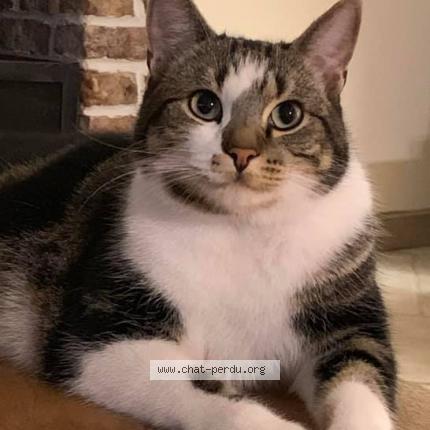 Photo 1/1 Simba Chat perdu à Wervicq sud