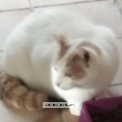 Photo 1/1 Thor Chat perdu à Le muy