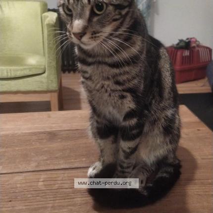 Photo 1/1 Chat retrouvé Perdu à Nantes