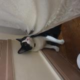 Photo de chat trouvé à Nice