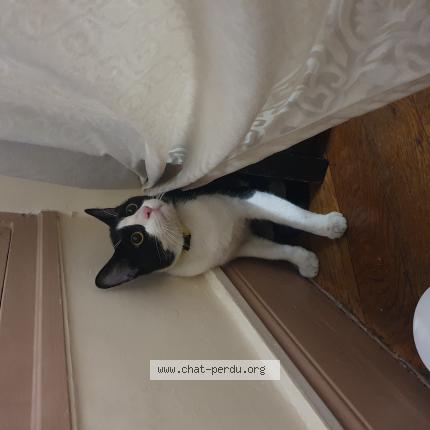 Photo de chat trouvé à Nice