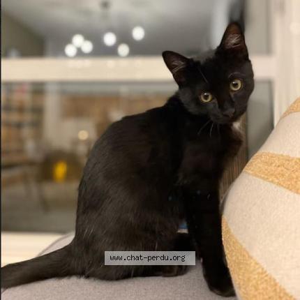 Photo 1/1 Réglisse Chat perdu à St orens de gameville