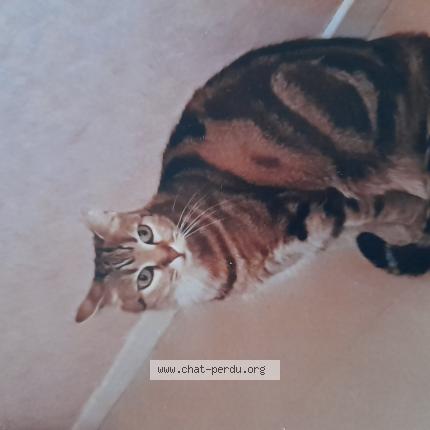 Photo 1/1 Caline Chat perdu à Pierrefitte nestalas