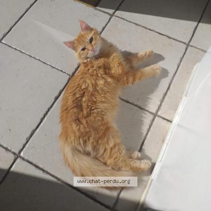 Photo 1/1 Mimine Chat perdu à Saint eteinne