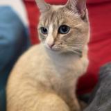 Photo de chat perdu à Sotteville Les Rouen