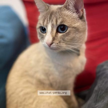 Photo 1/1 Chat retrouvé Perdu à Sotteville les rouen