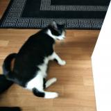 Photo de chat perdu à Ezanville