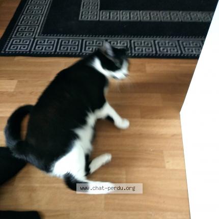 Photo de chat perdu à Ezanville