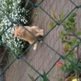 Photo de chat trouvé à Golbey