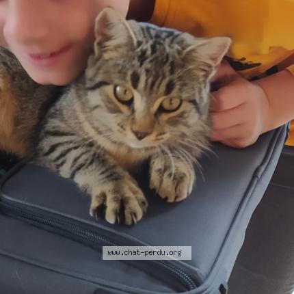 Photo 1/1 BONNIE Chat perdu à Parentis en born