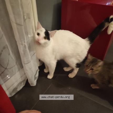 Photo de chat perdu à St Jean De Verges