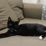 Chat Perdu Ou Trouve Pujaut Gard 30 France