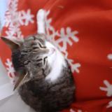 Chat Trouve Eure 27 France Chat Trouve Eure 27 France