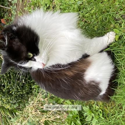 Photo 1/1 Patapouf Chat perdu à Flers