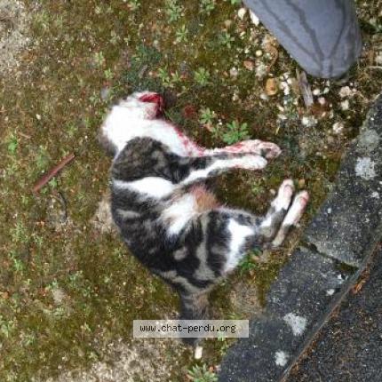 6708 Chat Trouve A Villenave D Ornon Chat Perdu France 6708 Chat Trouve A Villenave D Ornon Chat Perdu France