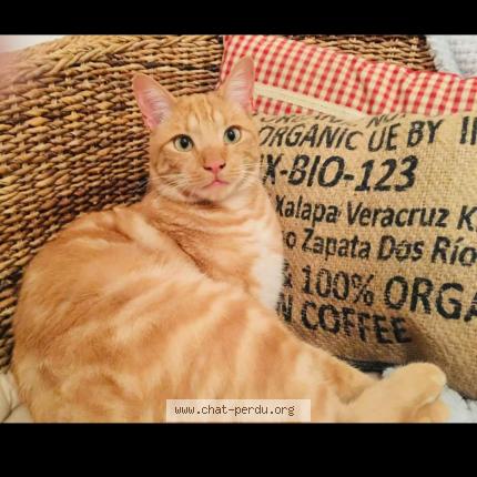 Photo 1/1 Boucan Chat perdu à Vaulx milieux