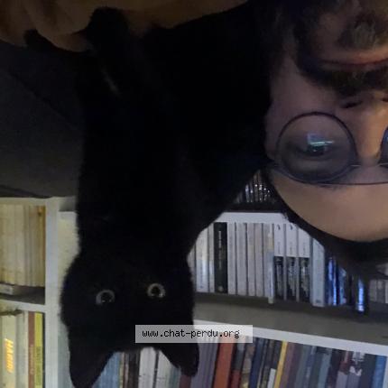 Photo 1/1 Chat retrouvé Perdu à Marquette lez lille