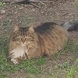 Photo de chat perdu à Le Mans