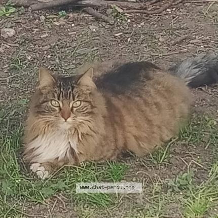 Photo 1/1 Chat retrouvé Perdu à Le mans