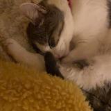 Photo de chat perdu à Saint Jacques De La Landes