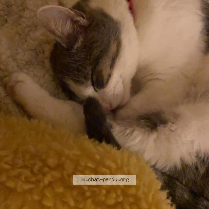 Photo 1/1 Chat retrouvé Perdu à Saint jacques de la landes