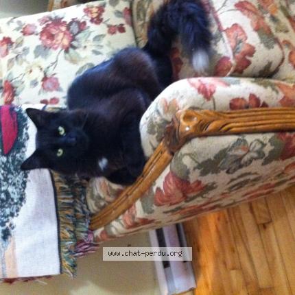 Photo 1/1 ti bouboule Chat perdu à St leonard