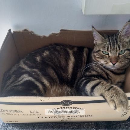 Photo 1/1 Benji Chat perdu à Forcalqueiret