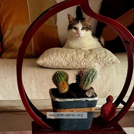 Photo 1/1 Jha Chat perdu à Montelimar