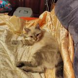 Photo de chat perdu à Viroflay