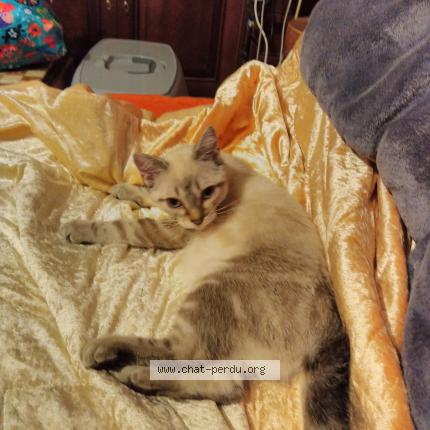 Photo 1/1 Chat retrouvé Perdu à Viroflay