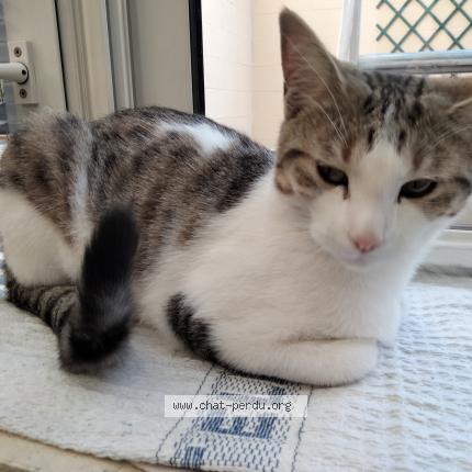 Photo 1/1 Chat retrouvé Perdu à Saint quentin