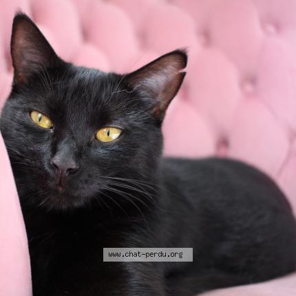 Photo 1/1 Maïa Chat perdu à Sartrouville