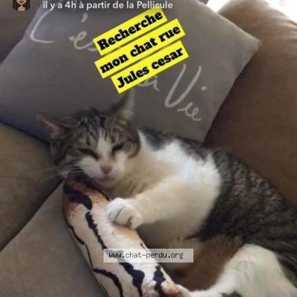 Angie Chat Perdu A Gien Chat Perdu France