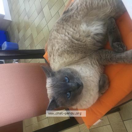 Photo 1/1 Bobby Chat perdu à Colmar