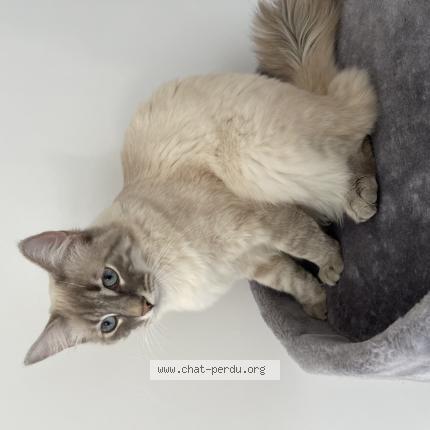 Sky Chat Perdu A Bourges Chat Perdu France