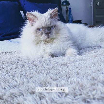 Photo de chat perdu à Marseille