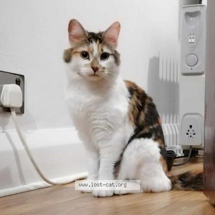 Photo 1/1 Nahla Chat perdu à Romford