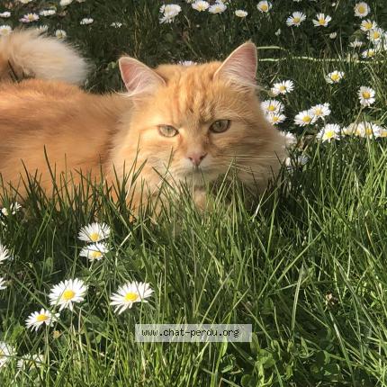 Photo de chat perdu à Varennes Vauzelles