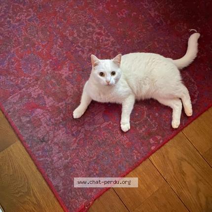 Photo 1/1 IBIZA Chat perdu à Saint lambert des bois