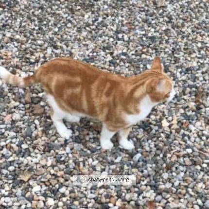 Goldy Chat Perdu A Lalande De Pomerol Chat Perdu France Goldy Chat Perdu A Lalande De Pomerol Chat Perdu France